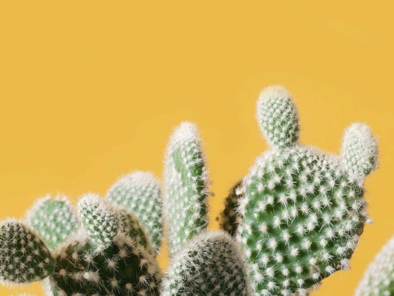 a green cactus on a yellow background
