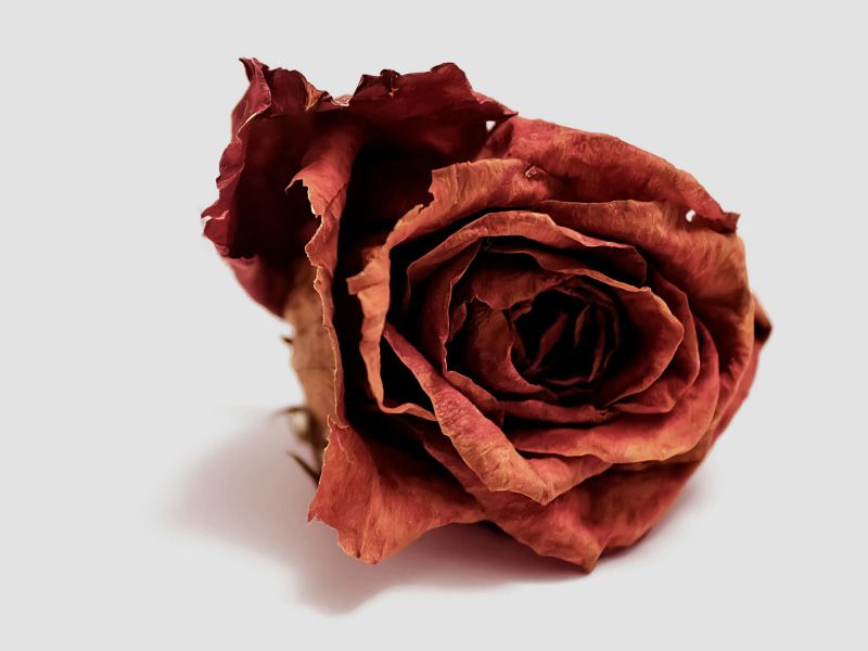 Dried red rose on light gray background