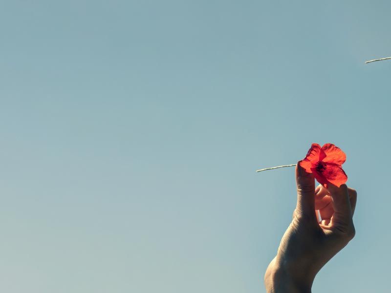 A woman's hand holding a red flower toward the sky