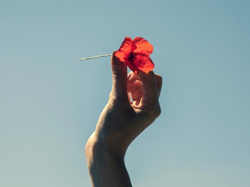 A woman's hand holding a red flower toward the sky