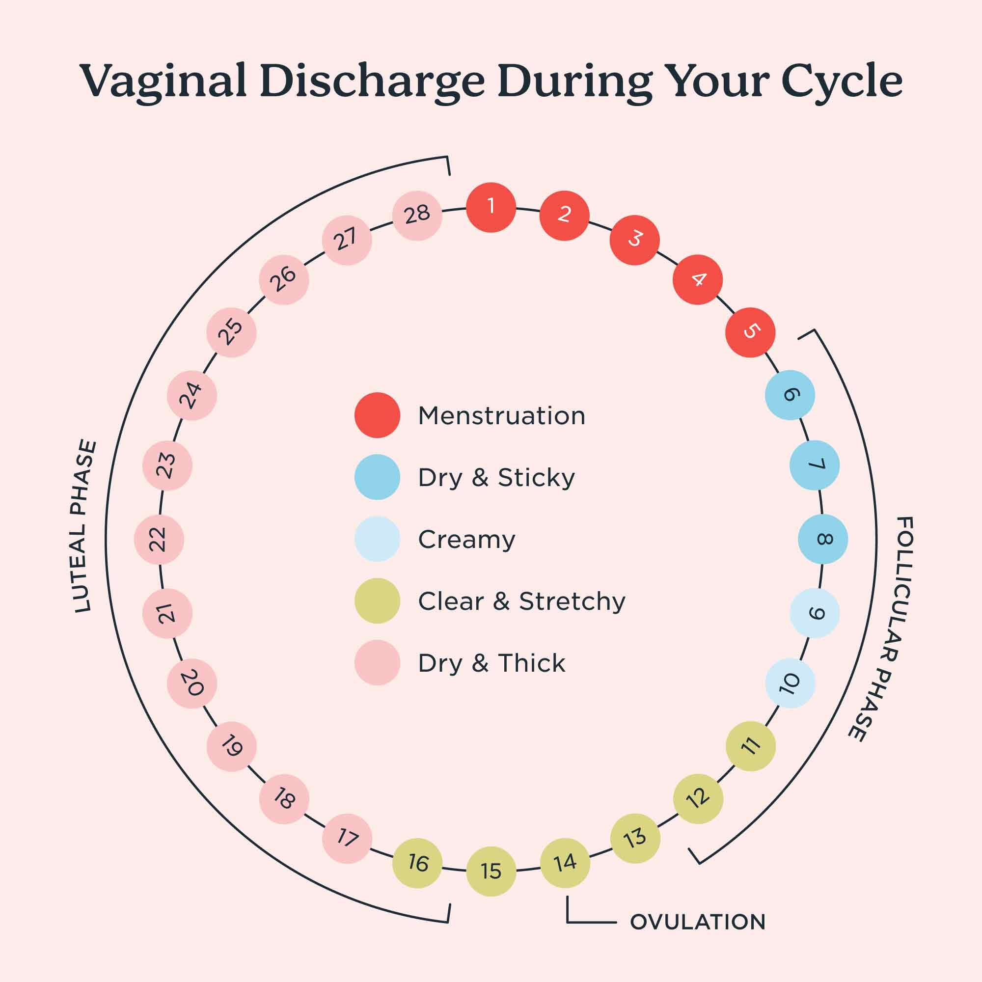 vaginal discharge chart explaining what discharge means in different phases of a cycle